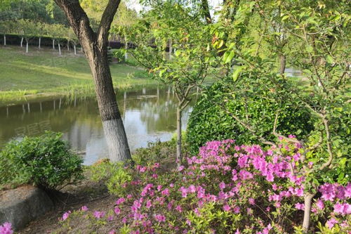 金楊新村六街坊居住體驗與市場觀察 優勢、不足及經紀人視角