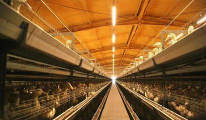 華英農(nóng)業(yè)榮獲首批國家級農(nóng)業(yè)高質(zhì)量發(fā)展標(biāo)準(zhǔn)化示范基地稱號，畜牧漁業(yè)飼料銷售邁向新篇章